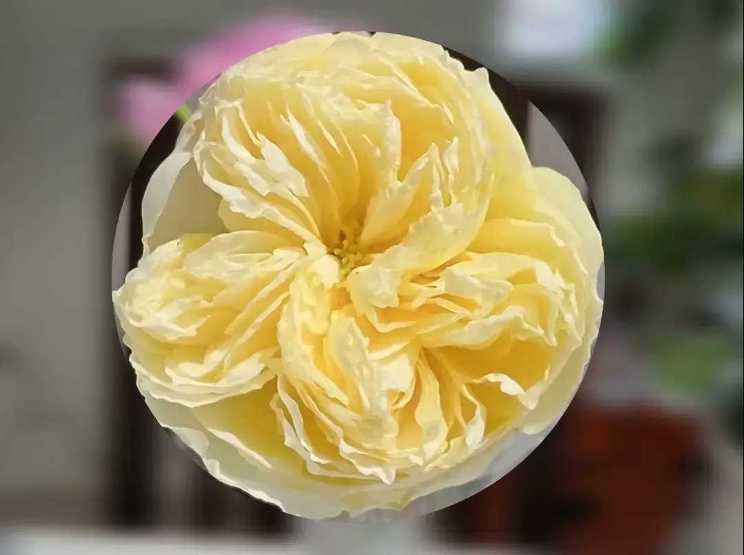 p8GH7DEh6G60245's tweet image. ☃️雪がﾁﾗﾎﾗ❄

🌀クリスマス寒波襲来💨
最低気温0.3℃ 今季最低ﾀｲ

🌹降雪で園芸作業はおやすみ💤
今季最後のバラ✨✨
#ThePilgrim ER.1987
#Christiana 🇩🇪コルデス社 2014

12月23日🌨️3.0℃💧82%🌀7.0m/s

#パパのGarden日誌