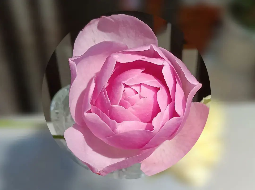 p8GH7DEh6G60245's tweet image. ☃️雪がﾁﾗﾎﾗ❄

🌀クリスマス寒波襲来💨
最低気温0.3℃ 今季最低ﾀｲ

🌹降雪で園芸作業はおやすみ💤
今季最後のバラ✨✨
#ThePilgrim ER.1987
#Christiana 🇩🇪コルデス社 2014

12月23日🌨️3.0℃💧82%🌀7.0m/s

#パパのGarden日誌