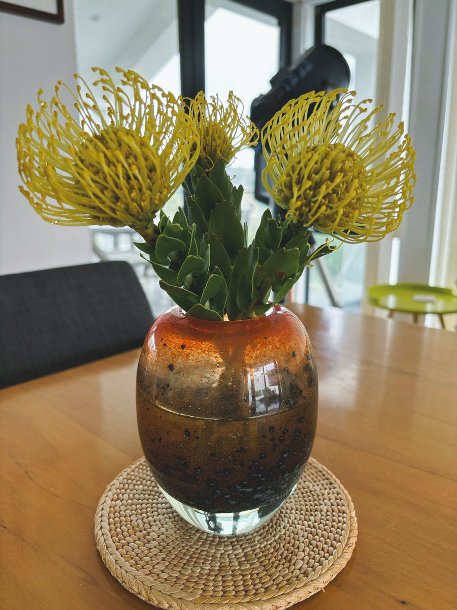 黄色Waratah 火球帝王花 是我来到新西兰后才见过的 但是一见到就深深爱上了