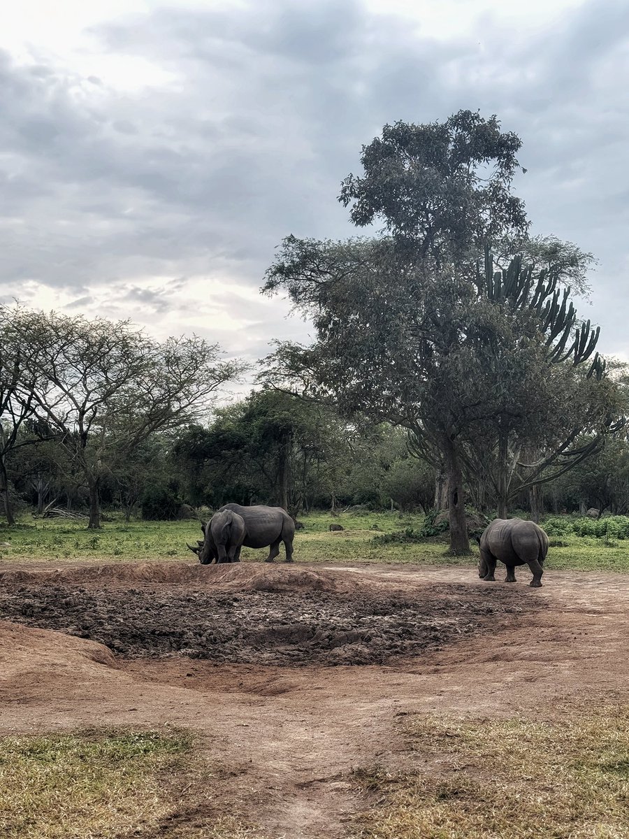 GoExplore Safaris - DMC tweet media