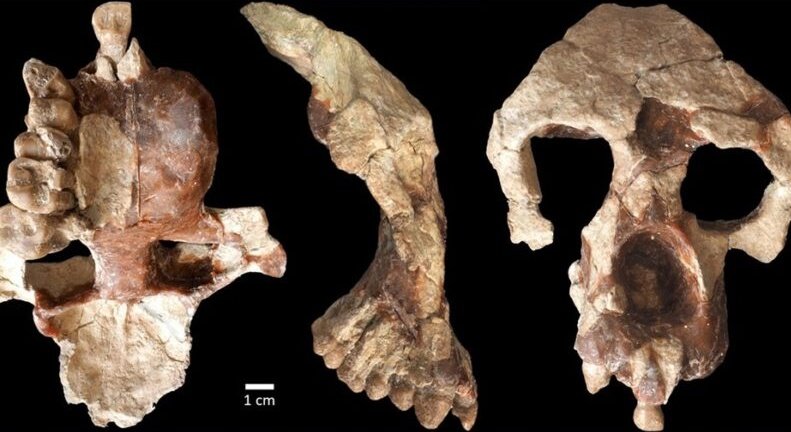 PsyopDaily2's tweet image. New Fossil Suggests Humans Didn&apos;t Originate in Africa — New Findings Suggest Published in Nature Communications Biology Journal

#fossilfacts #Humanity #ScienceMagArchives
psyopdaily.org/new-fossil-sug…