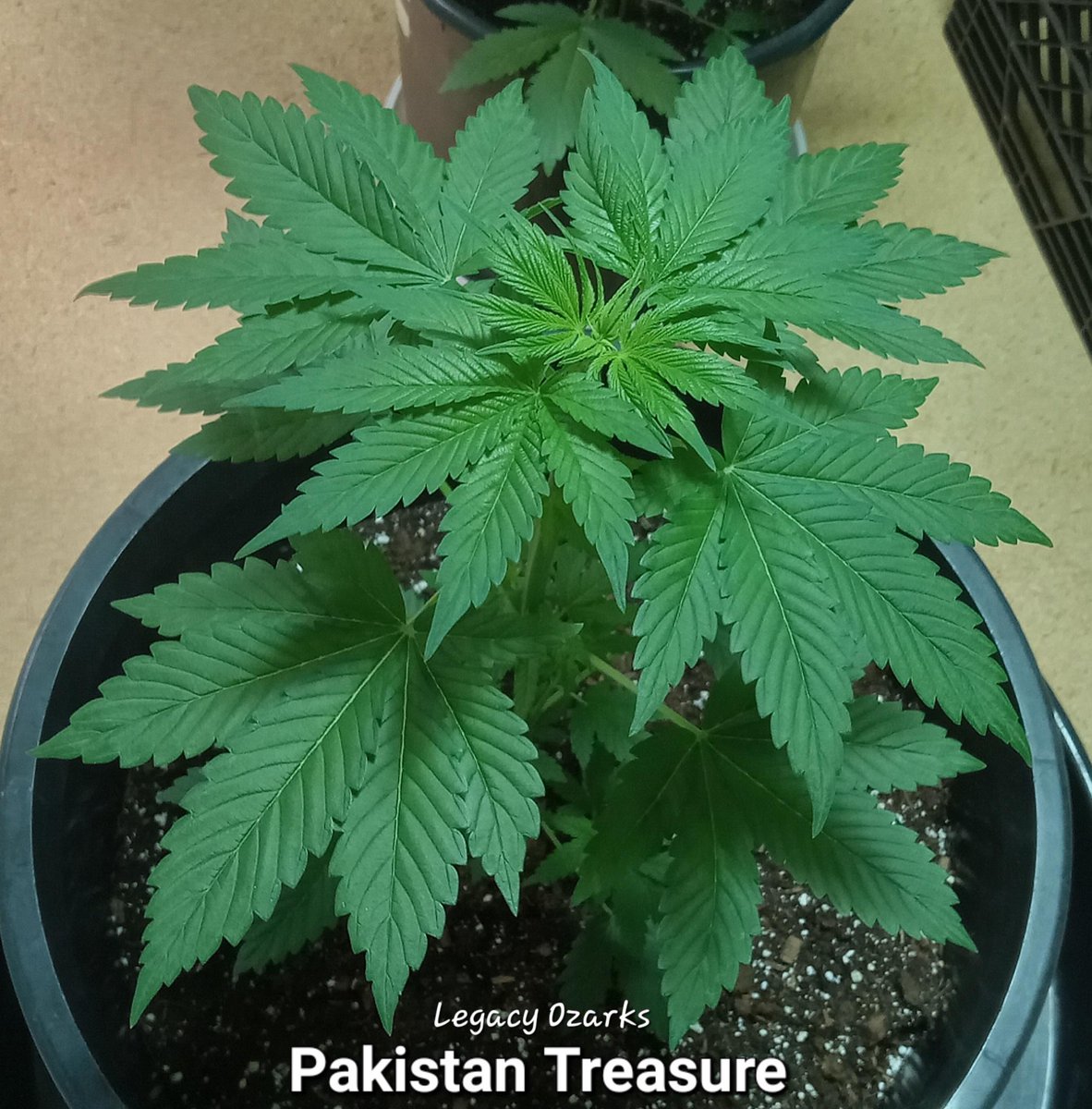 MotorCitySeeds's tweet photo. Pakistan Treasure Salvages The Season! #LANDRACE #BIODIVERSITY #REGENERATION PROJECT's 1st harvest is home for the holidays🎄#ColombianGold x  Pakistan Treasure @ https://t.co/Z9FWjVllft #oldschool #organic #cannabis #TheFutureIsRegenerative #craftcannabis #permaculture #growlove https://t.co/DlM81sAp1W