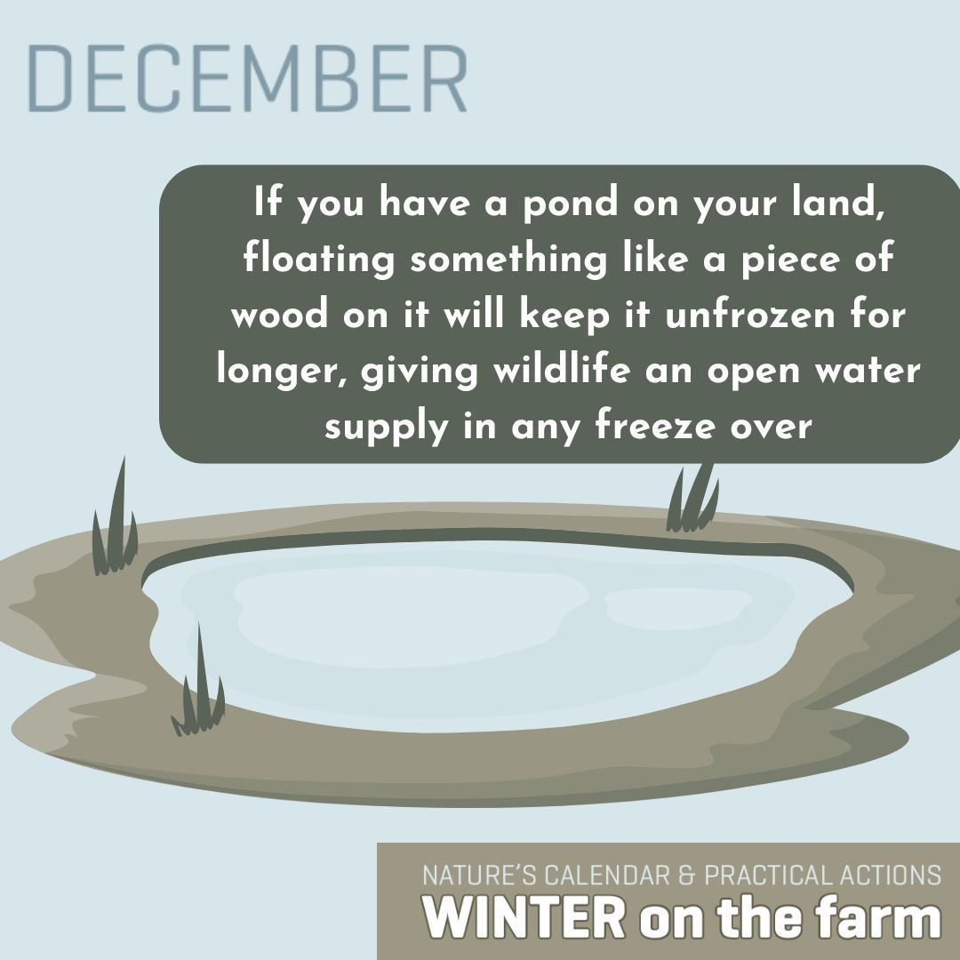 🪵 Floating a piece of wood will also help keep drinking troughs and storage tanks ice-free

👉🏻 For more tips for helping wildlife on your land this winter check out our website: buff.ly/3DvKCaX 👈🏻 

#biodiversity #wildlife