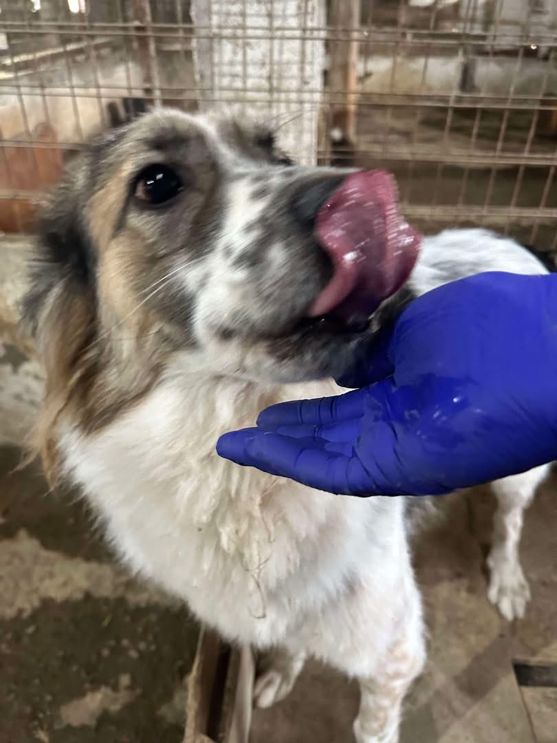PfotenV's tweet photo. ❤️❤️GEORGE❤️❤️ geb. 20.3.2018, 50cm groß 
Von einer englischen Orga aus der Tötung gerettet, in unserem Shelter untergestellt und dann "vergessen"... 

Ein lieber, netter und ruhiger Kerl. Immer gut drauf, er hat den Shelter akzeptiert. https://t.co/jPxUaQ3Gun
