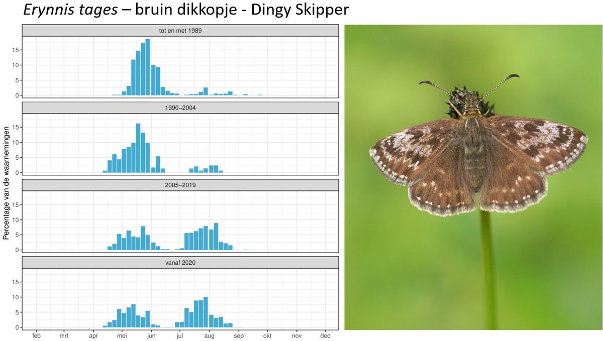 Butterflies Critically Endangered in NL:  Dingy Skipper (E tages, bruin dikkopje). Once widespread over half of NL on dry grasslands, in 1990 only 2 pops left, now 5, all in S Limburg. Before 1990 2nd gen small, nowadays larger than 1st gen thanks to climate warming.