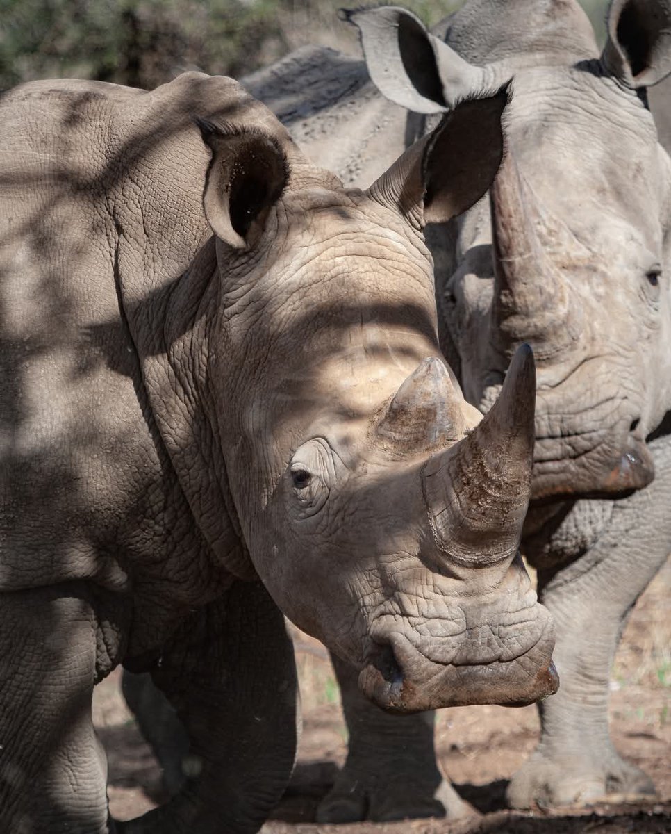 2,384 days without poaching! 🤩

Today, the Wildlife Conservation &amp; San Bushmen Community Project, Namibia, celebrates 2,384 days without poaching! 🥳

#iamworkingabroad #namibia #antipoaching #savetherhinos #rhinoconservation #namibiarhinos