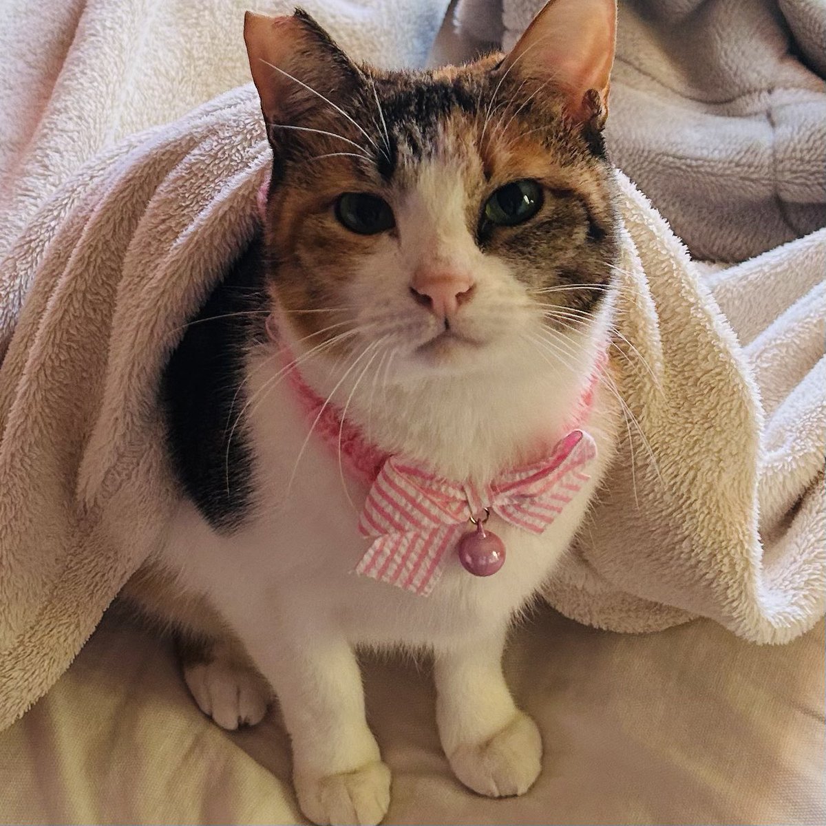 cotetu0328's tweet photo. メリークリスマスイブイブ🎄✨😊
もなかちゃんもみけこちゃんも元気😊🐈🐈🤍
また来なくなったお外の子もどこかでごはんもらってたくさん食べて元気でいますように🙏🐈🍚🙏🎄 https://t.co/DYlaBzpUmt