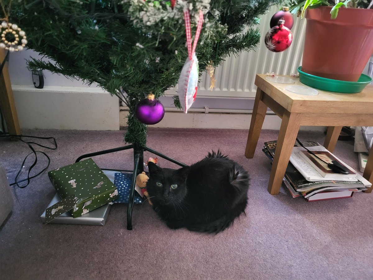 Had to say goodbye to Hoppy, the old lady cat today. Technically not our cat, but she's lived with us for a year and a half and she was very much loved. She was almost 24, and this weekend, she told us it was time. Run free little one, you'll be very much missed.