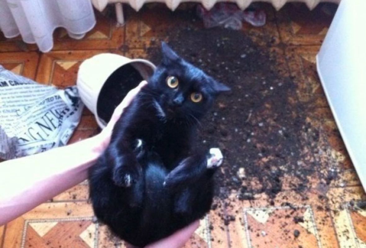 Black cats are not bad luck (@visualscat) on Twitter photo 