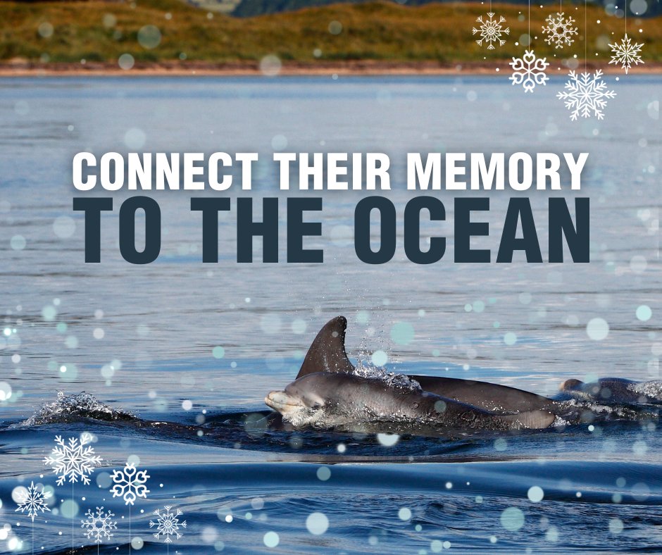This Christmas, honour a loved one on our Memorial Pebble Beach💙Leave a memory for free, or donate in their honour to help protect whales &amp; dolphins. Your gift will make a lasting difference. Join us to remember those we hold dear: wdc.dedicationpage.org/memorialpebble…