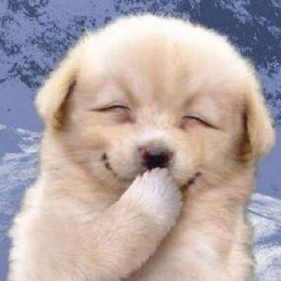 0330ppm's tweet photo. 악! 내 멍멍이!! (;´༎ຶД༎ຶ`) https://t.co/xvwbpzZ061
