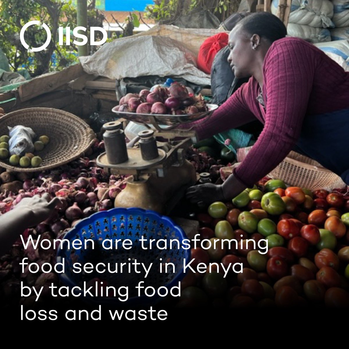 In collaboration with IISD, women in Kenya have been laying the groundwork for sustainable change. Challenges remain, but partnerships &amp; innovative solutions are offering hope for reducing food insecurity &amp; malnutrition.

Read more: iisd.org/articles/succe…

3/10