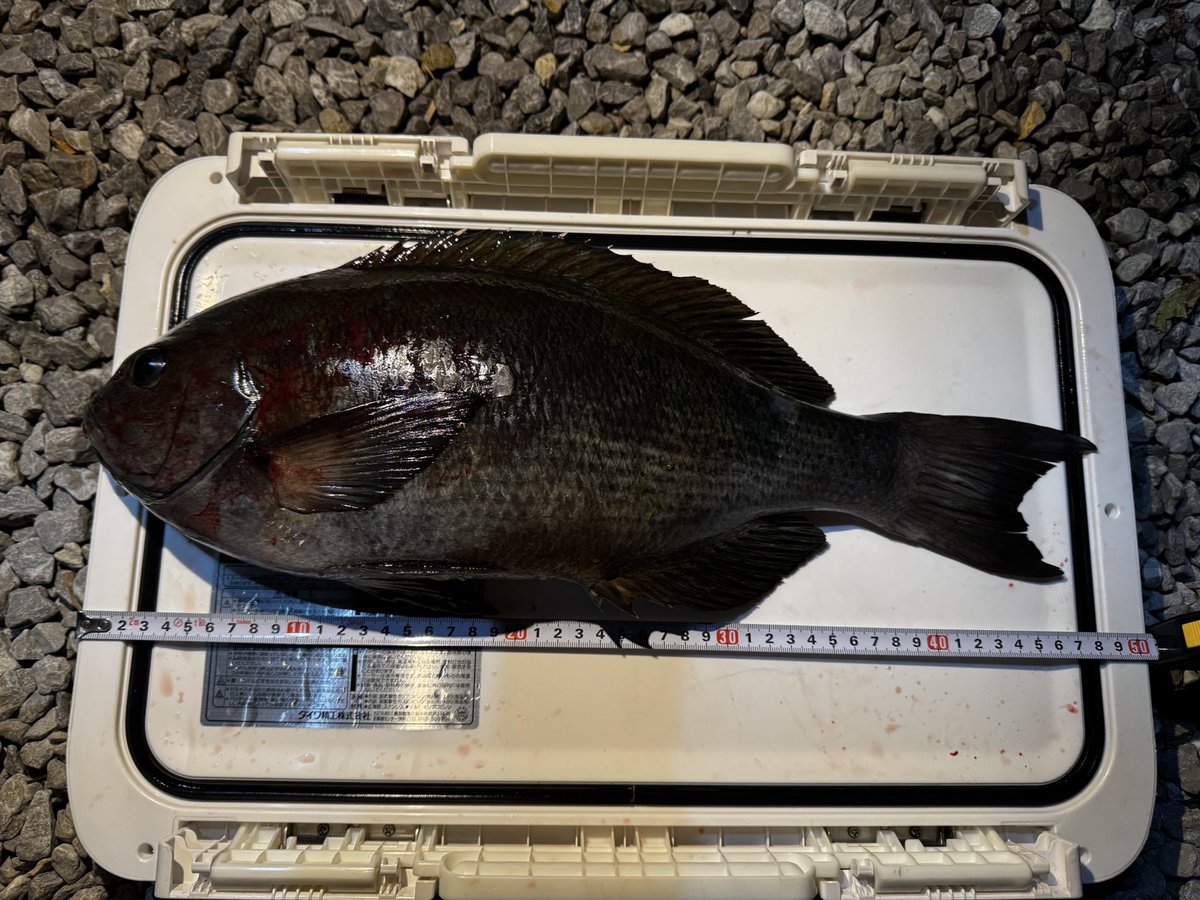 silkcut_2's tweet photo. 今日は久々に沖磯へフカセ。
朝方に釣れた口太グレ🐟かなり良いサイズで15年振りに記録更新😅

天気も良く良い釣行になりました🙌 https://t.co/6Qg9Qmdd99
