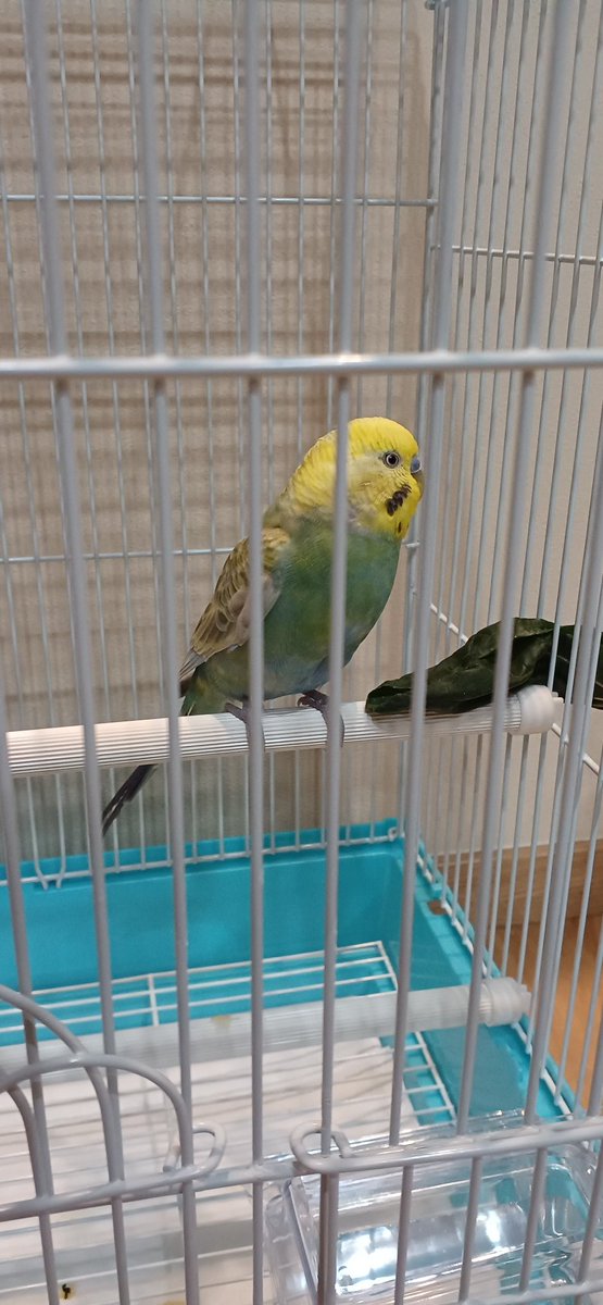 lMwrR2n6Hm97656's tweet photo. 大阪府茨木市でセキセイインコを代理保護しています。飼い主の方の連絡お待ちしてます。
#セキセイインコ迷子 
#迷子鳥 https://t.co/R7abOTNJVU