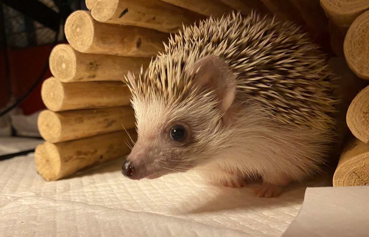 かなりん＠ハリネズミ tweet media