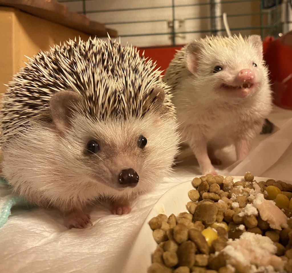 かなりん＠ハリネズミ tweet media