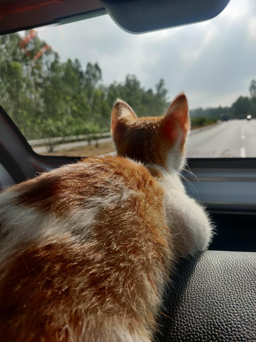 lifeofskips's tweet photo. Miss taking road trips with my friends and 
Cairo 🐈

That’s him 🥹just chilling on a 3 day trip which ended up to be a 2 week + trip!

Fun fact:  
Got him accustomed to being in a car for long rides and using the litter in the car pretty young( a smelly affair!) https://t.co/ewMOlwV4Ju