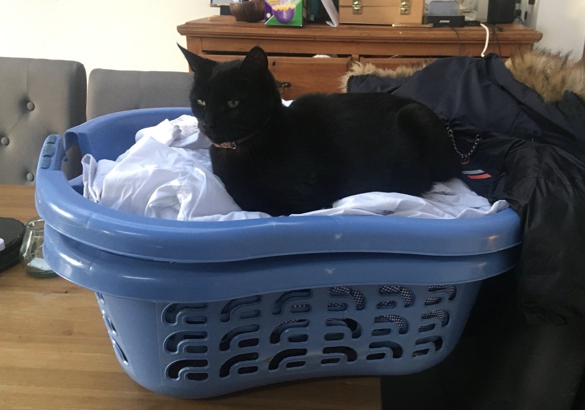 Farewell old friend. Off to sit on the big laundry basket in the sky. RIP Shadow 2008-2024