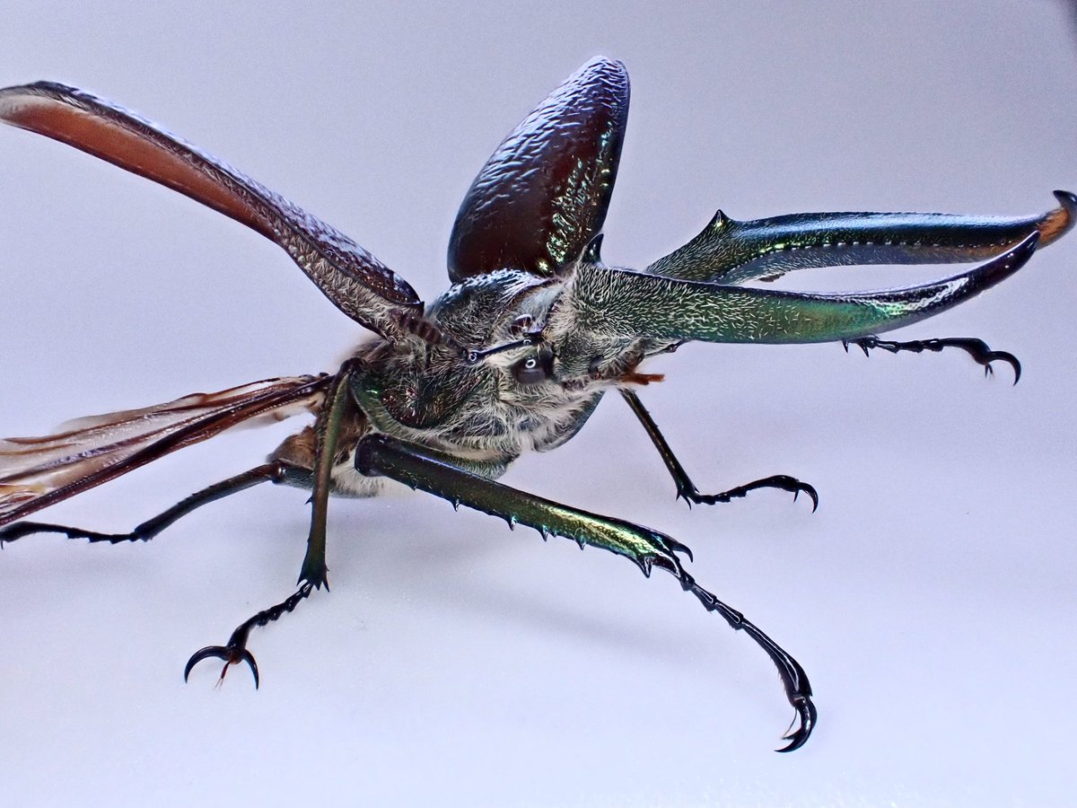 ギガンテウスシワバネクワガタ 𝑆𝑝ℎ𝑎𝑒𝑛𝑜𝑔𝑛𝑎𝑡ℎ𝑢𝑠