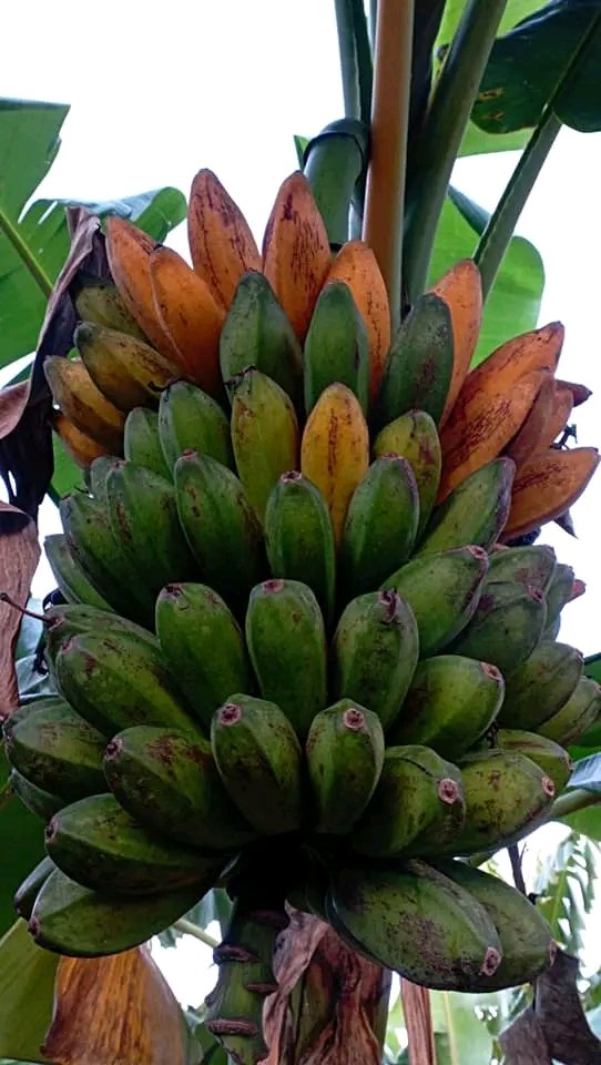 Fincas diversificadas en el municipio Calixteño de #Holguin, donde se puede apreciar el cultivo de plátano burro con madurez fisiológica, listos para la venta en la feria del día 30.
#AnapHolguín
#HolguinSi 
#Cuba