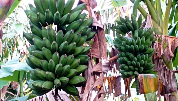 GamezLilianny's tweet photo. Fincas diversificadas en el municipio Calixteño de #Holguin, donde se puede apreciar el cultivo de plátano burro con madurez fisiológica, listos para la venta en la feria del día 30.
#AnapHolguín
#HolguinSi 
#Cuba https://t.co/i6J7GlFqas