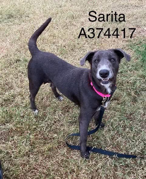 Beautiful SARITA #A374417 5yo,her puppies have been adopted,now they want to KILL this darling girl!
She is super friendly,loves everyone,eager to plz, loaded with personality &amp; love!
Fabulous companion!
PLZ #ADOPT #FOSTER OR #PLEDGE TO ATTRACT A RESCUE 🛟 #CorpusChristi