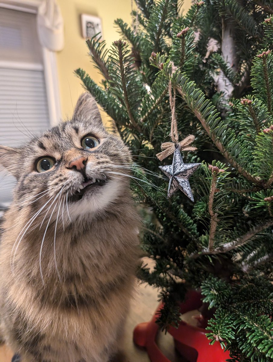 poorlycatdraw's tweet photo. 🌟 https://t.co/iw7SjHTYA9
