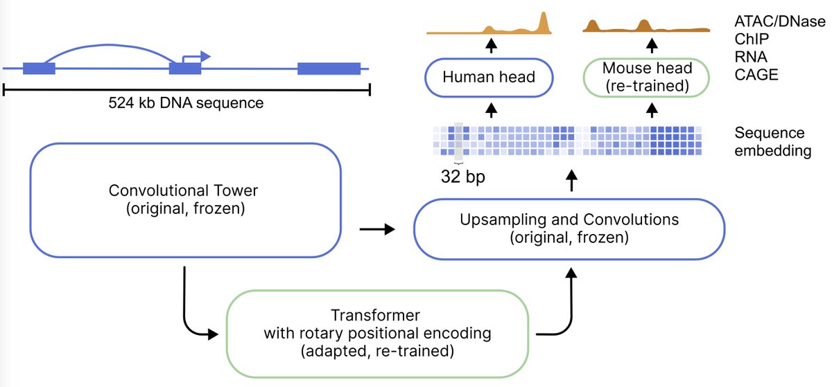 Introducing Flashzoi⚡! We’ve upgraded the Borzoi model with rotary pos. encodings and FlashAttention, resulting in a 3x speedup with similar or better accuracy for faster variant effect prediction or model development, and more efficient genomic analysis biorxiv.org/content/10.110…