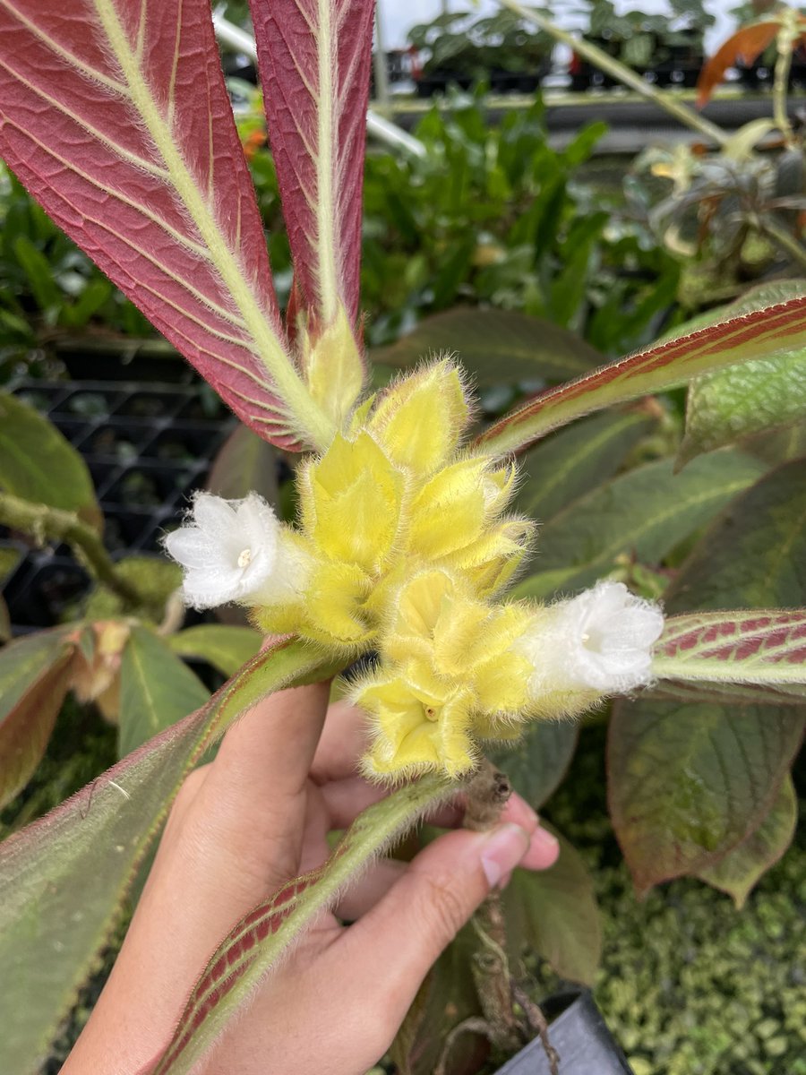 原種コルムネアはやり始めて10年目。 増やしやすいけどなかなか綺麗に