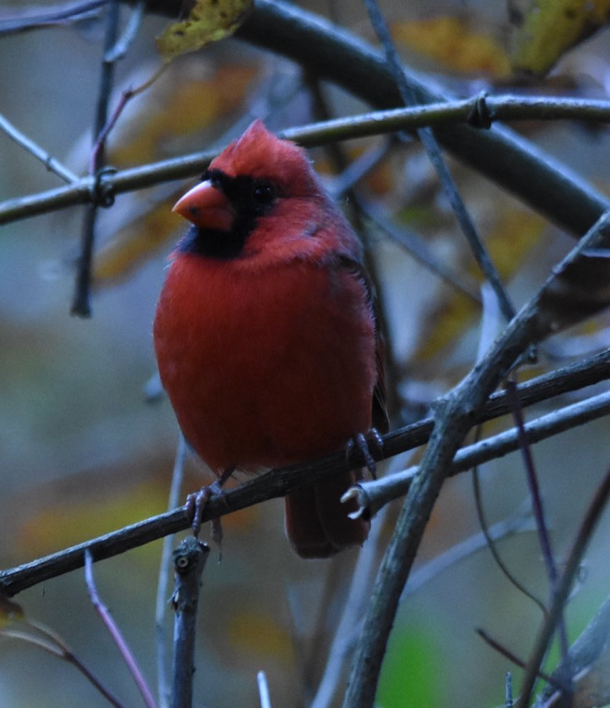 JonMcCachren's tweet photo. @kirola_hemant Northern Cardinal. Asheville, North Carolina. https://t.co/NHMQkdnXhf