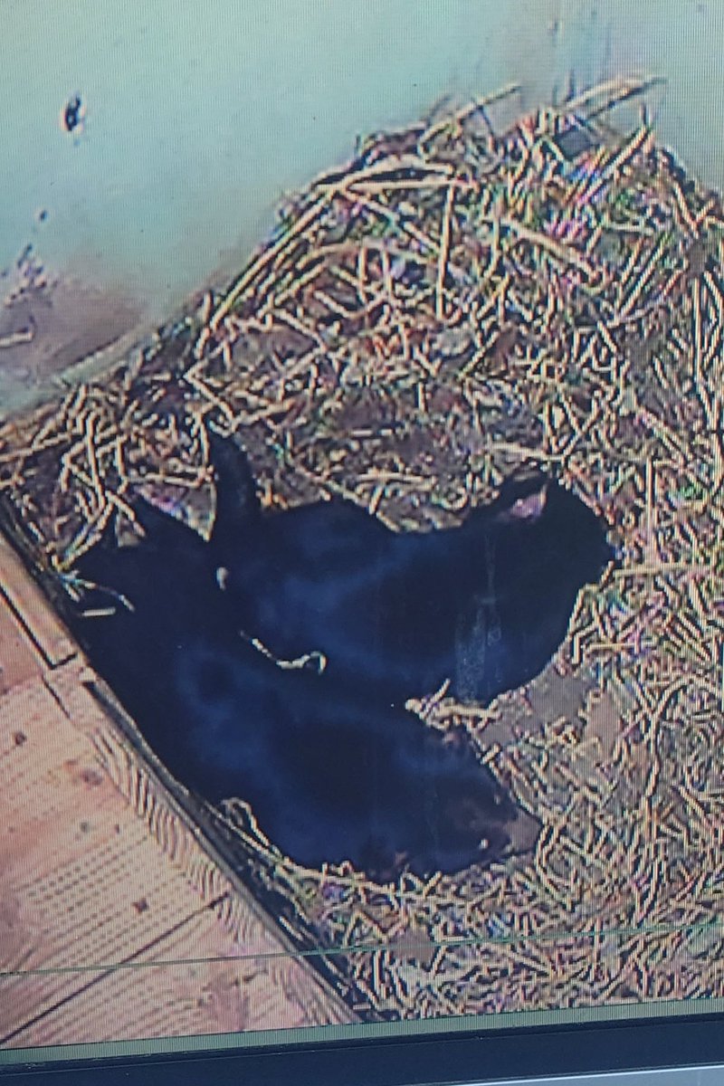 しばらくしたら体制変わってました🥹