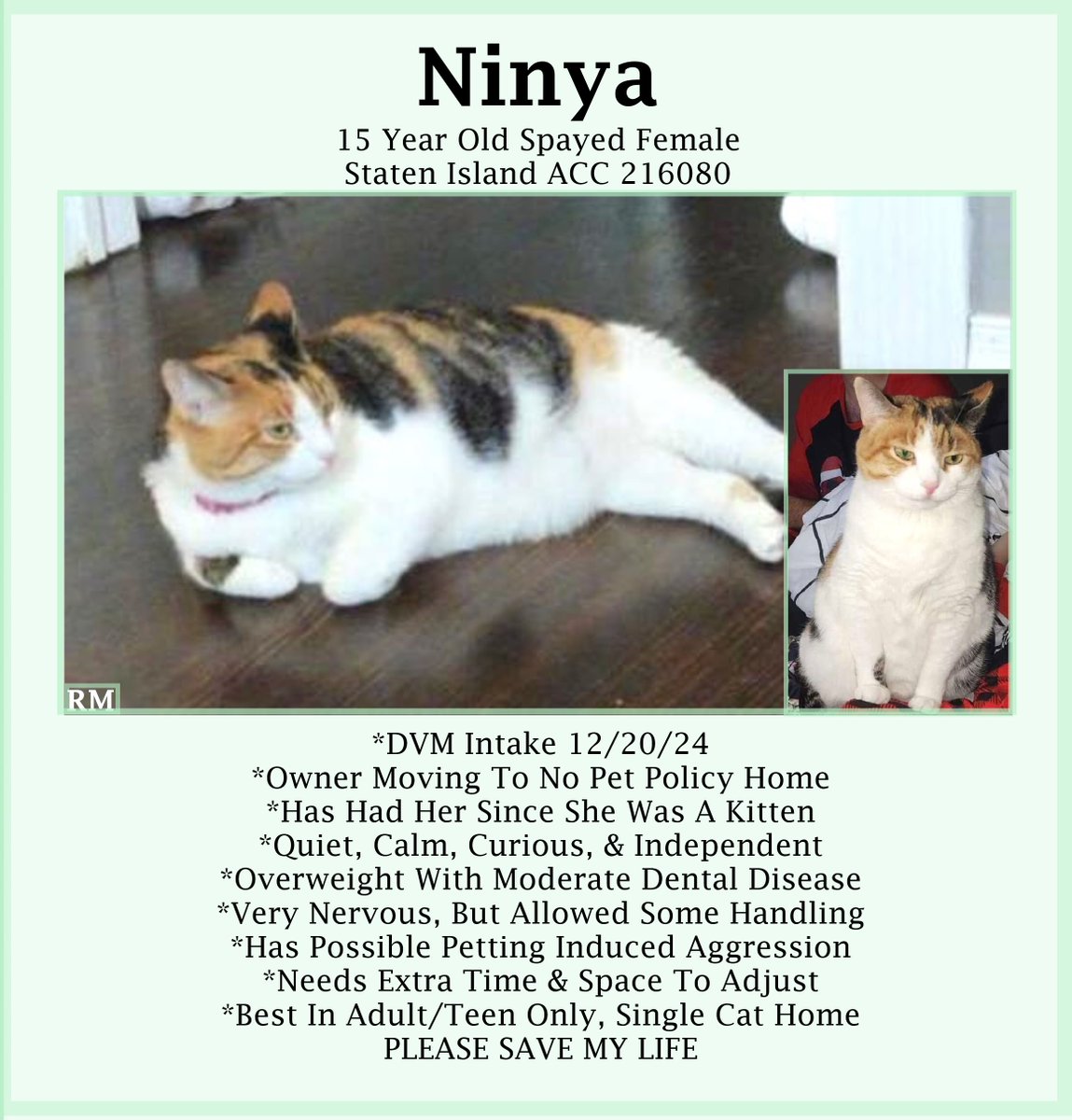 sachikoko's tweet photo. 🆘URGENT🆘SENIOR ALERT🆘🙏🏾PLZ PLEDGE🆘
💘Sweet 15YO #Senior #Tabico Kitty "Ninya"💘
😿💔Owner is moving, Is Overweight W/ Dental Disease
🚨Needs #Adoption #Rescue #Foster🚨
⏩216080 https://t.co/qpmxJ1O6PE
🙏🏽 #Adopt #Pledge 2 #SaveALife #AdoptDontShop
#StatenIsland #NYCACC #Cat https://t.co/P94VfFVmCq