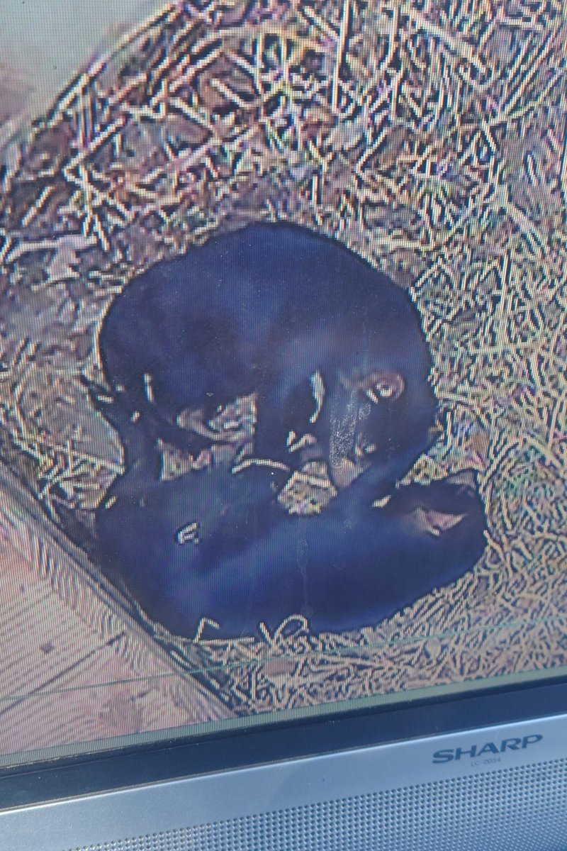 動物園っていつも早歩きになってしまう。今日は仲良くお昼寝してるところしか見れませんでした。頭に手を置いてるのが可愛い。いつも一緒なんだね
#タスマニアデビル　#年内ラスト