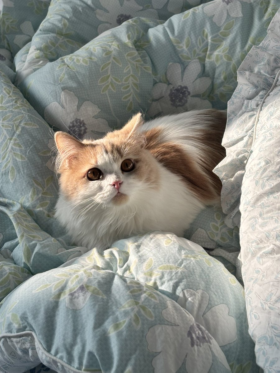 うちの猫ちゃん！
こなちゃん！(^｡^)