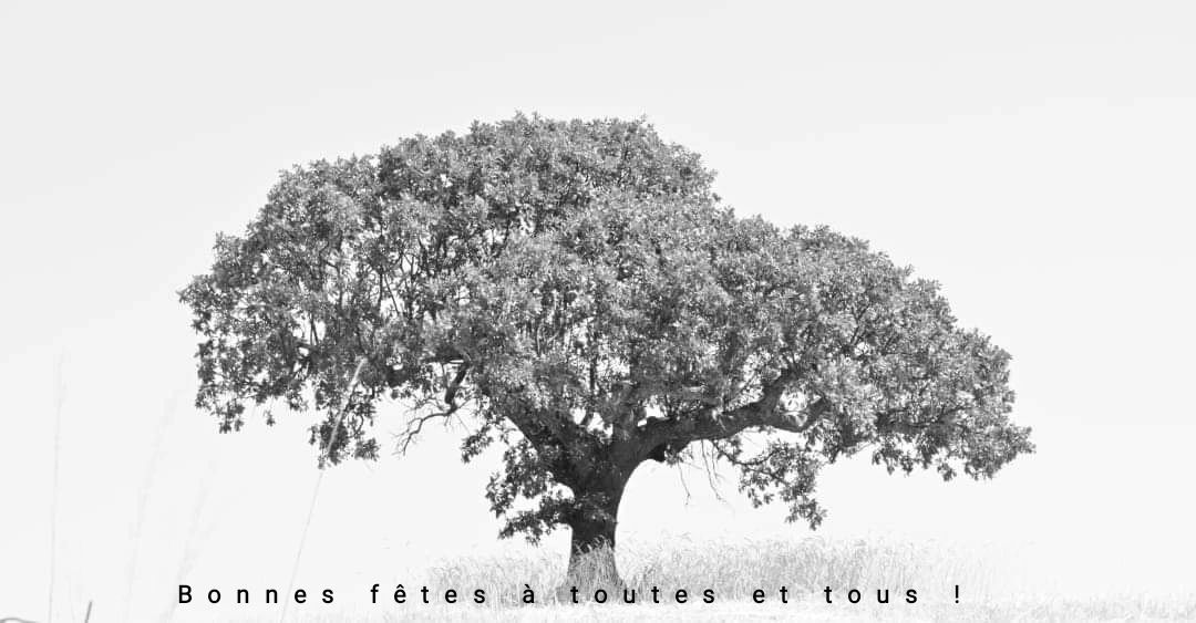 ExpertHappe's tweet image. Pour ces fêtes de fin d'année, j'en profite pour mettre à l'honneur un arbre qui, par ces temps de changement climatique, mériterait certainement une attention plus grande...
Chêne tauzin dans l'Alentejo (Portugal),
Juillet 2024