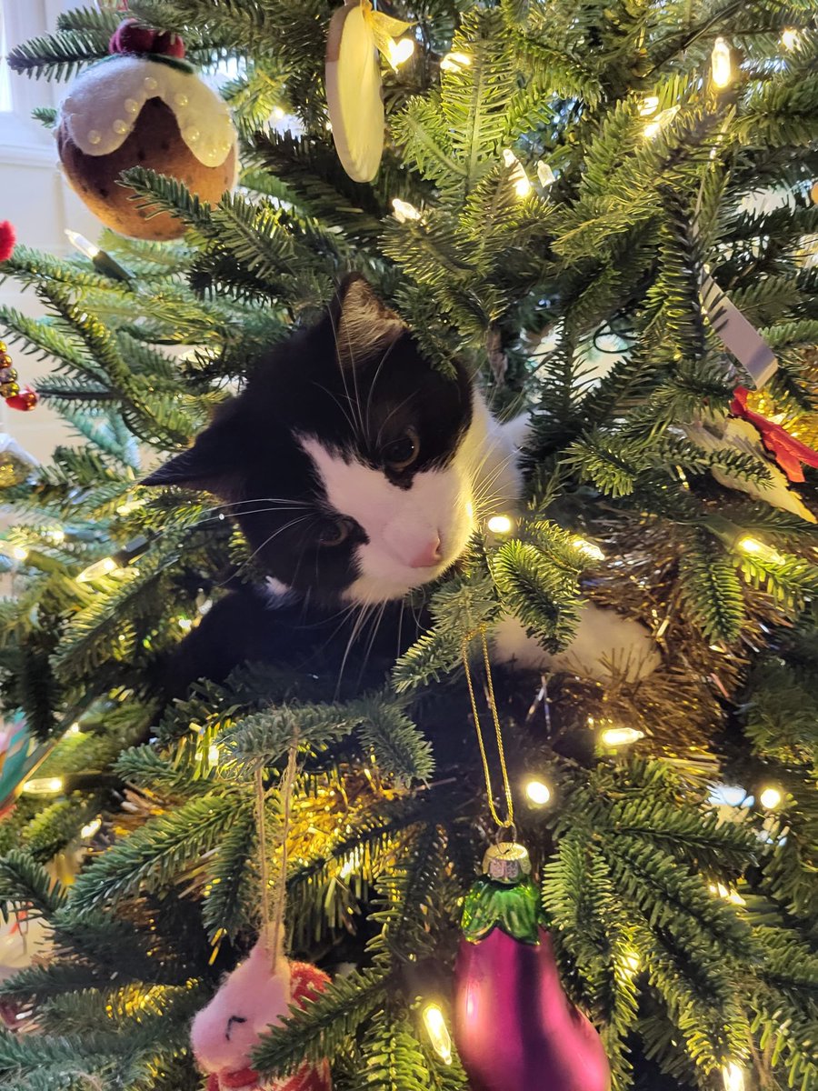 Annie Lawley (@salopannie) on Twitter photo 