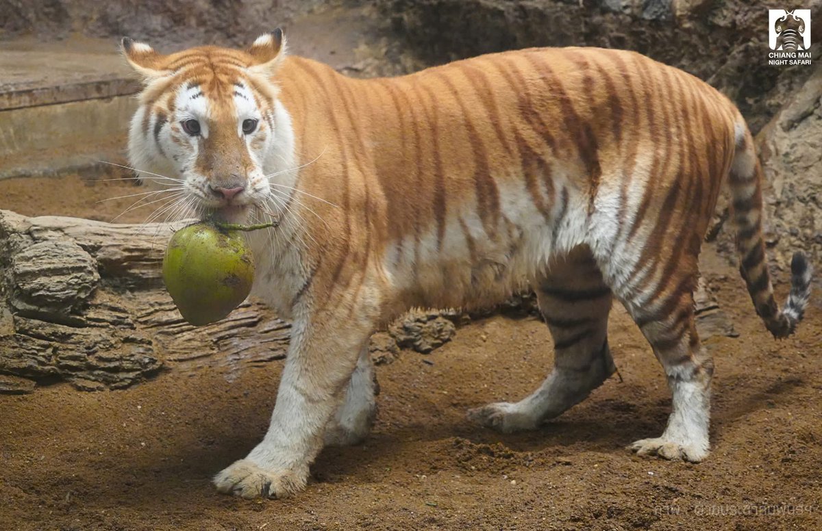 Mazino | 🟧 (❖,❖) tweet media