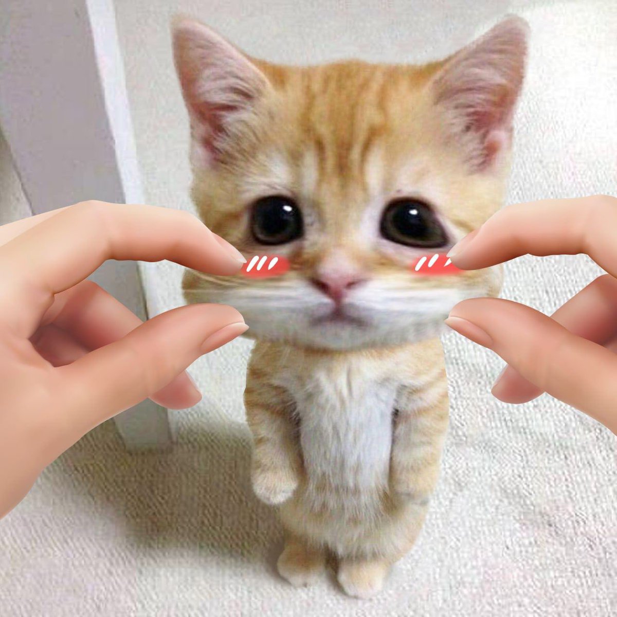AndraAlex11's tweet photo. @0xtearss @NoContextCrap the cutest https://t.co/F831jA5IuV