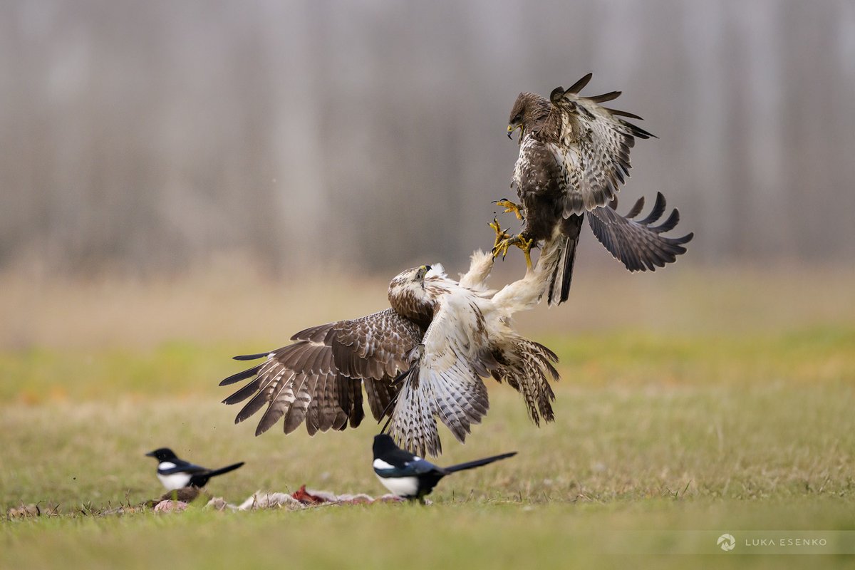 lukaesenko's tweet photo. #BirdPhotography in #Hungary: Bird Hides in #Kiskunság National Park

https://t.co/9sbGNXRj9f

#birds #birdwatching #birding #birdlife https://t.co/HEw4MnxcGW