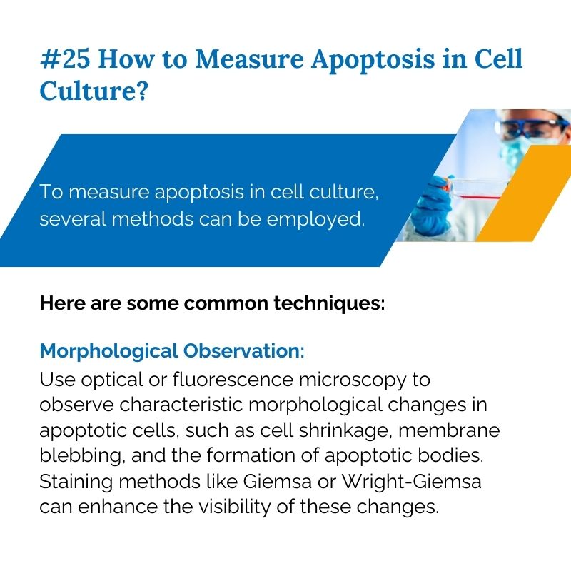 Elabscience_bio's tweet image. 𝐂𝐨𝐦𝐦𝐨𝐧 𝐐&amp;amp;𝐀 𝐨𝐟 𝐂𝐞𝐥𝐥 𝐃𝐞𝐭𝐞𝐜𝐭𝐢𝐨𝐧 #𝟐𝟓
🙋 How to measure apoptosis in cell culture?
💡 7 common techniques for your research 

#CellDetection #CellApoptosis #CellCulture #CellResearch #LabTechniques