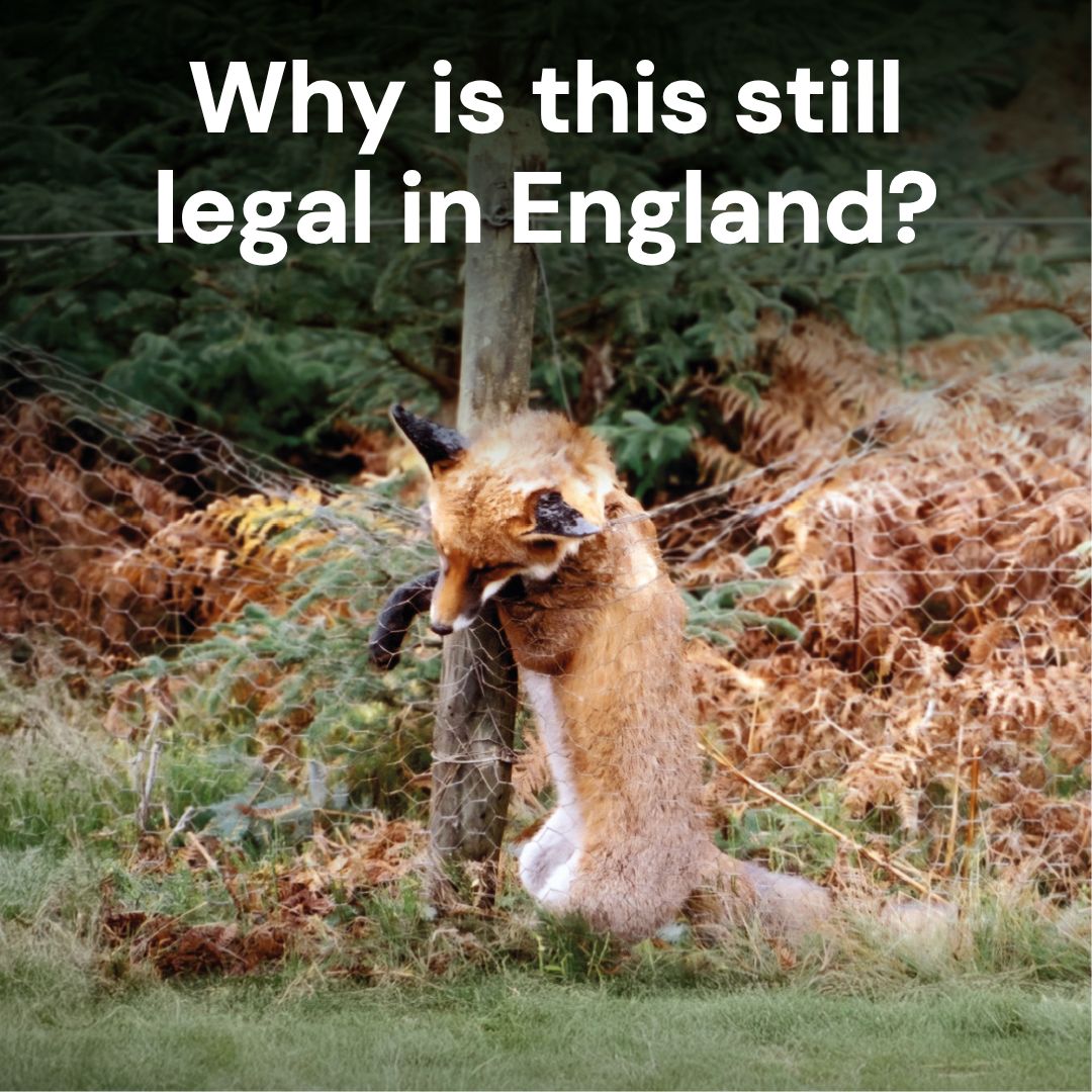 LeagueACS's tweet photo. These cruel devices still litter our English countryside.  
 
Scotland and Wales have banned them, and it's now time for Westminster to follow suit and end their use in England.  

Write to your MP today👇  

https://t.co/4t7shdTiyB  

#EndShooting #BanSnares https://t.co/nZIVwJ0qFw