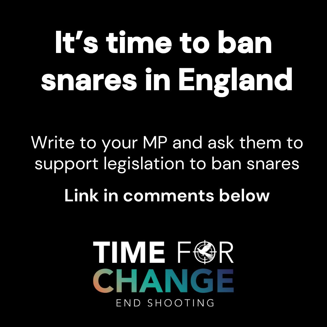 LeagueACS's tweet photo. These cruel devices still litter our English countryside.  
 
Scotland and Wales have banned them, and it's now time for Westminster to follow suit and end their use in England.  

Write to your MP today👇  

https://t.co/4t7shdTiyB  

#EndShooting #BanSnares https://t.co/nZIVwJ0qFw