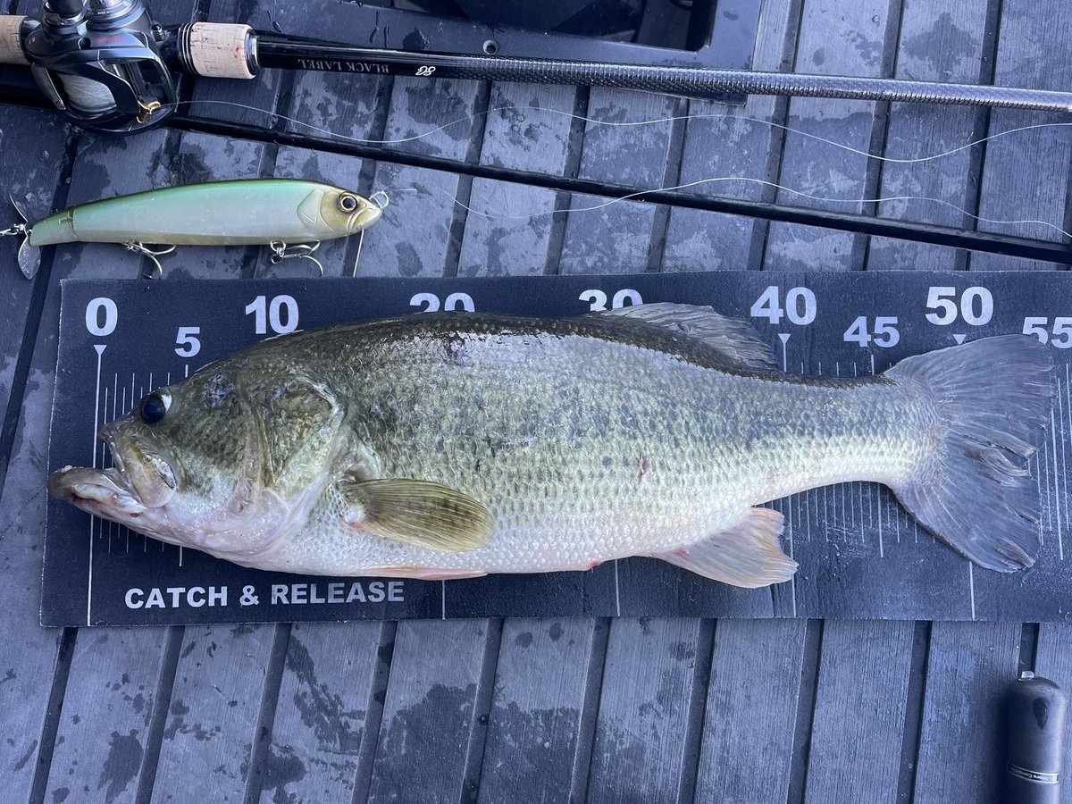 12/23 相模湖。
ダイレクトハスラーをごりっごりに巻いて、シャローでバイト。
最高！