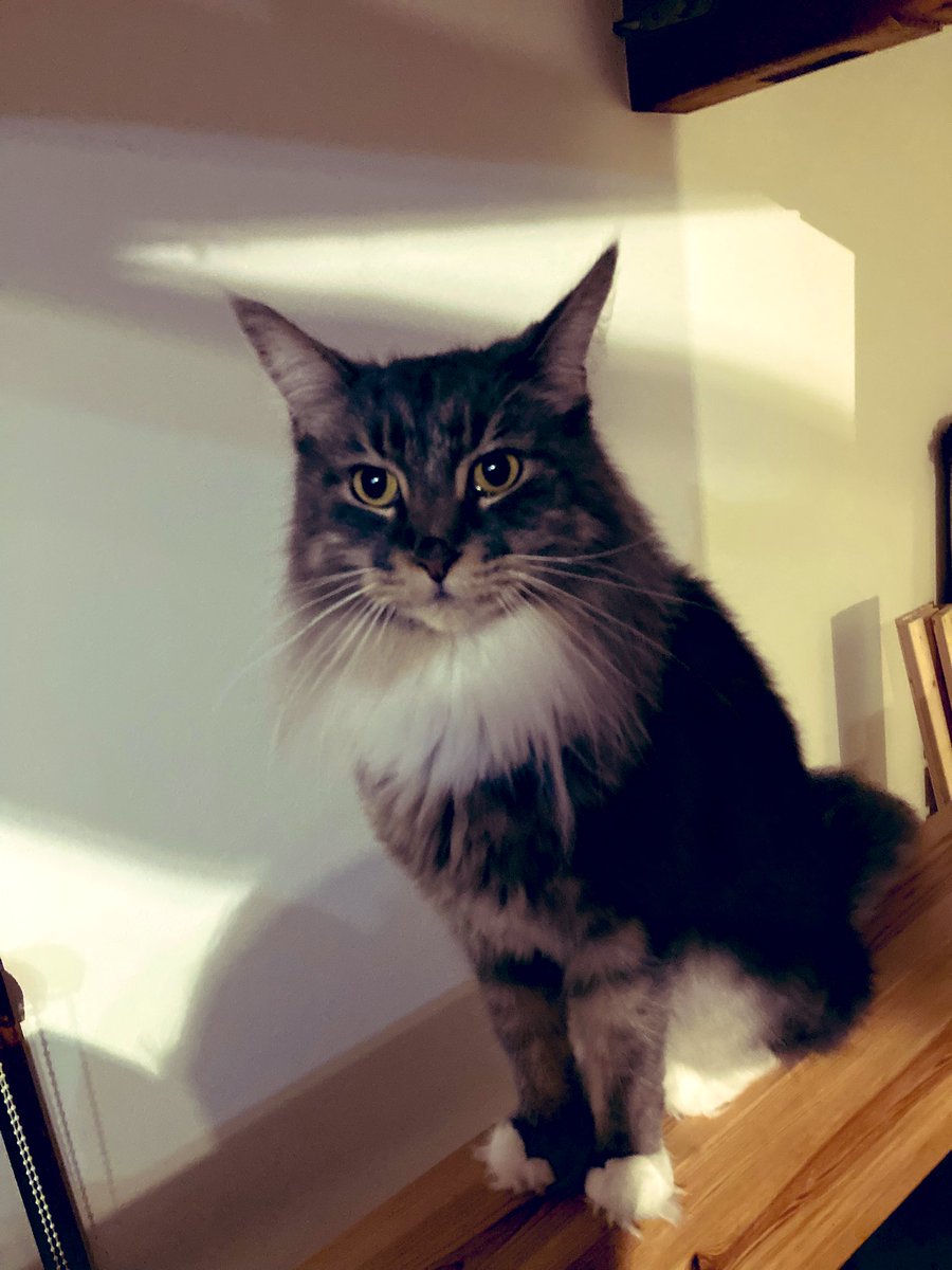 りっぱなおひげ