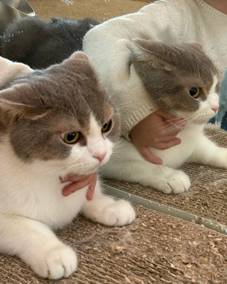 kanommr's tweet photo. อ้วนมากกกกก ไหนบอกนนลด ไหนบอกผอมลง🤣🤣🤣

#LISA #LFAMILY https://t.co/ePP0uWCAXi