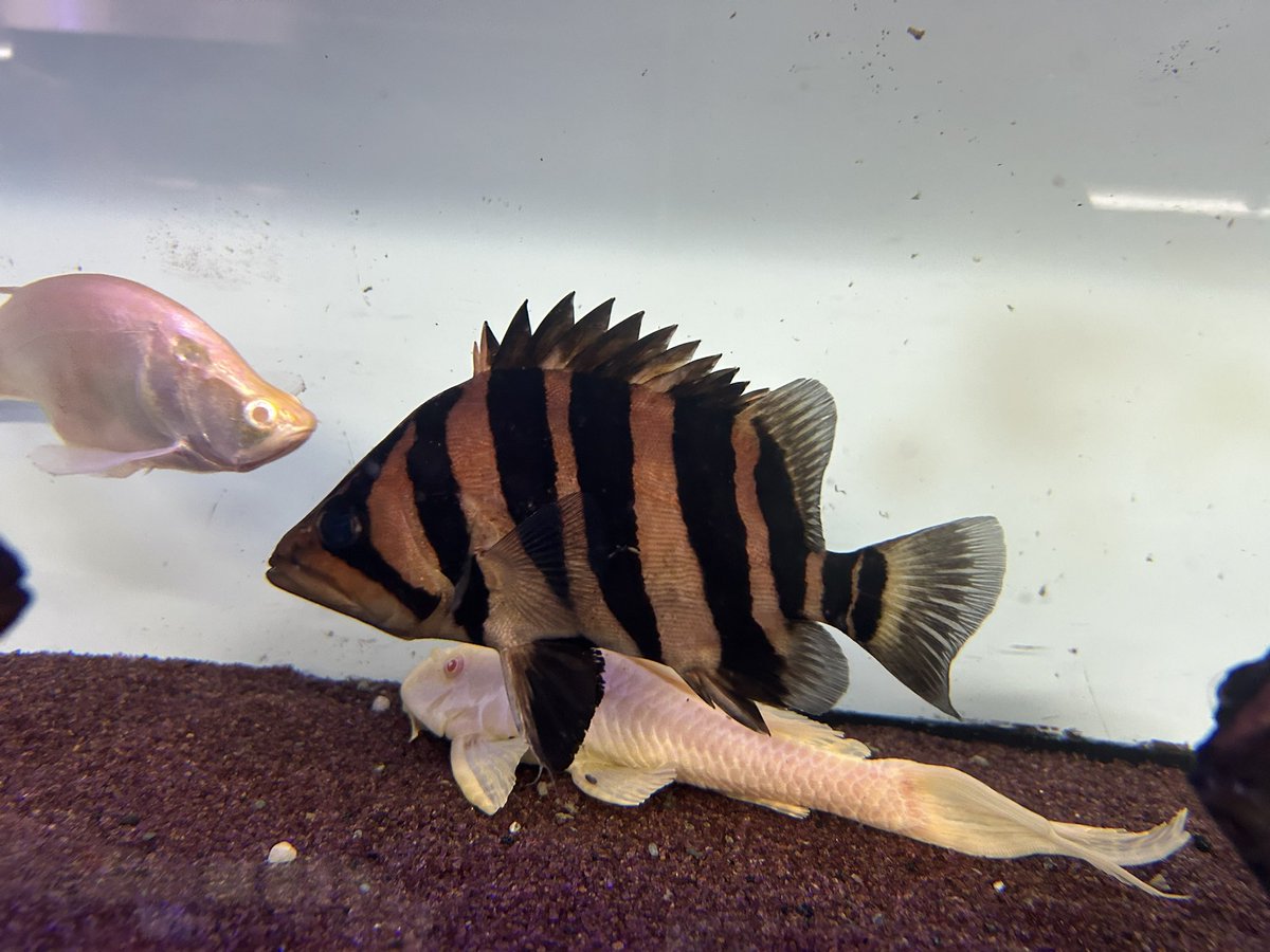 その他 ダトニオプラスワン手のひらサイズ