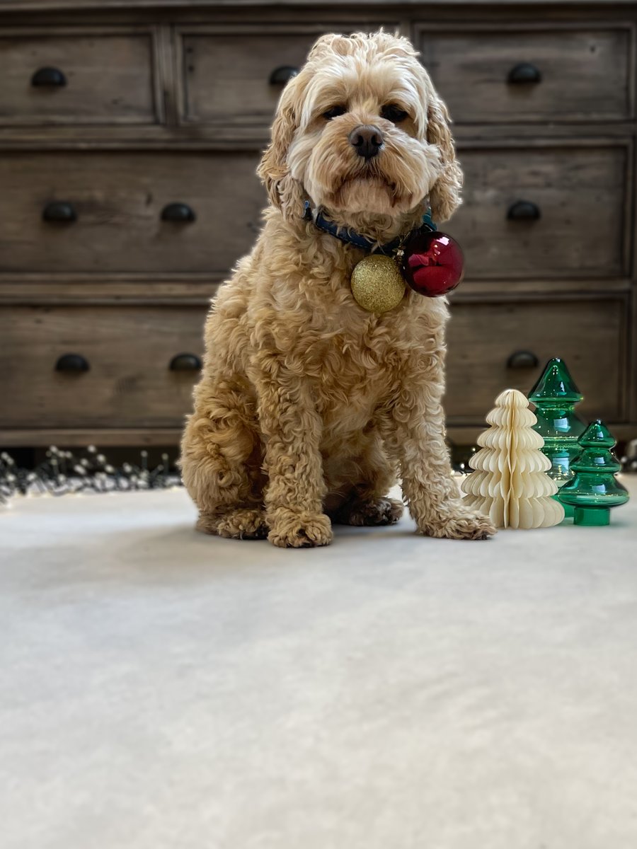 Happy Christmas from the Cavalier Carpets family✨ 

We hope your festive season is filled with joy, warmth and comfort. Thank you for being a part of our journey this year. Here's to creating more beautiful spaces together in 2025! 🏡❤️