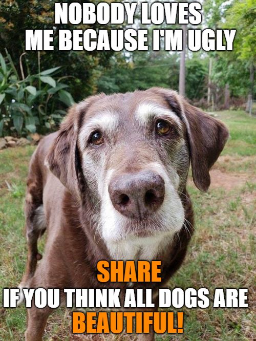 _XDogs's tweet photo. All dogs are beautiful!🥰 https://t.co/9kpSzQQxlg