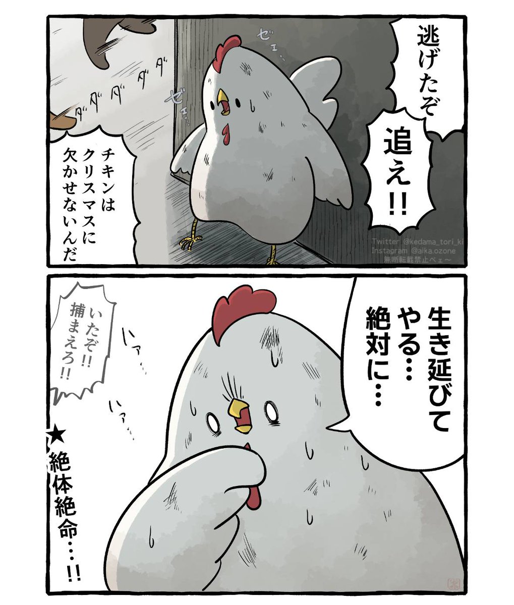 クリスマス前のニワトリ 