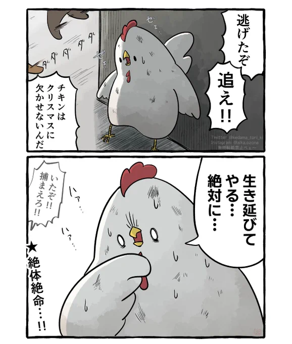 クリスマス前のニワトリ 